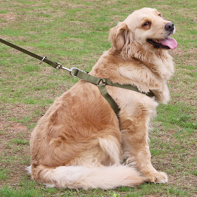 Correa para Perros Grandes Husky con Borde de Lana Dorada
