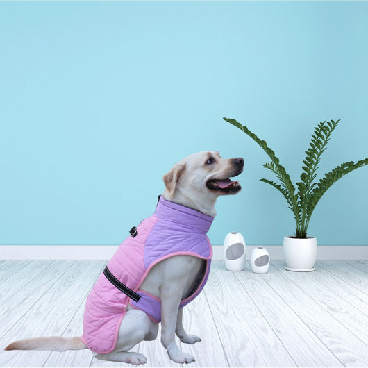 Abrigo Térmico para Perros - Invierno y Otoño - Image 10