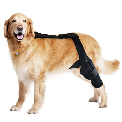 Golden retriever dog wearing a black neoprene rehabilitation training belt on its hind leg for tear protection. - Image 7