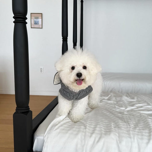 Capa Térmica Acogedora para Mascotas - Image 10