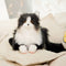 Gato de Peluche Realista - Juguete Suave para Niñas, Regalo Perfecto