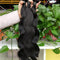 Extensiones de Cabello Tejido Reality