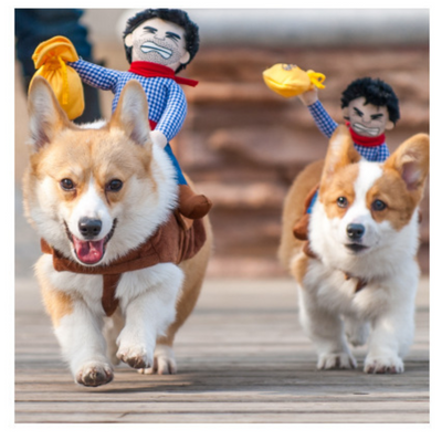 Ropa Ecuestre para Mascotas