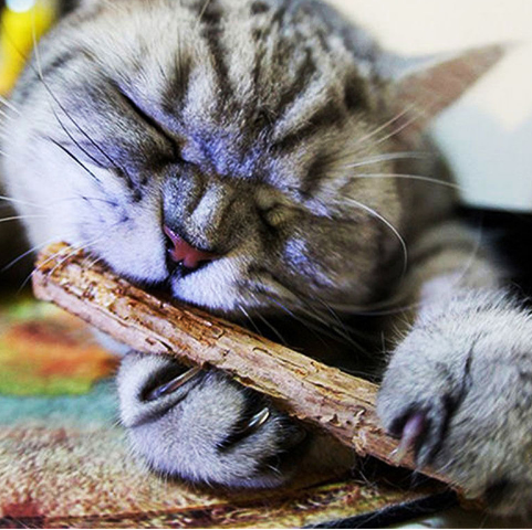 Set de 5 Juguetes Matatabi con Catnip para Gatos y Gatitos - Image 5