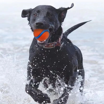Pelota de Juego Resistente para Perros - Juguete Elástico para Traer y Masticar - Image 16