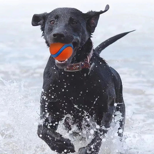 Pelota de Juego Resistente para Perros - Juguete Elástico para Traer y Masticar - Image 16
