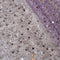 Lavender purple