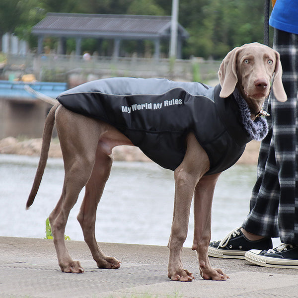 Abrigo Térmico para Mascotas - Protección Invernal