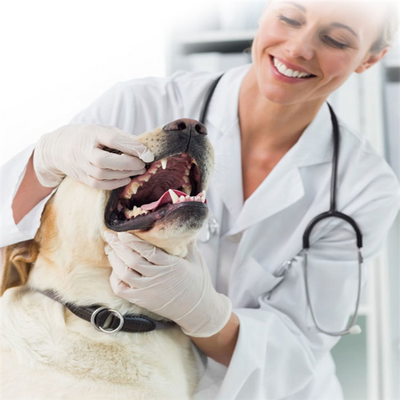 Pasta Dental Canina - Image 3