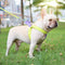 Arnés Chaleco de Correa Ajustable Color Pet para Perros
