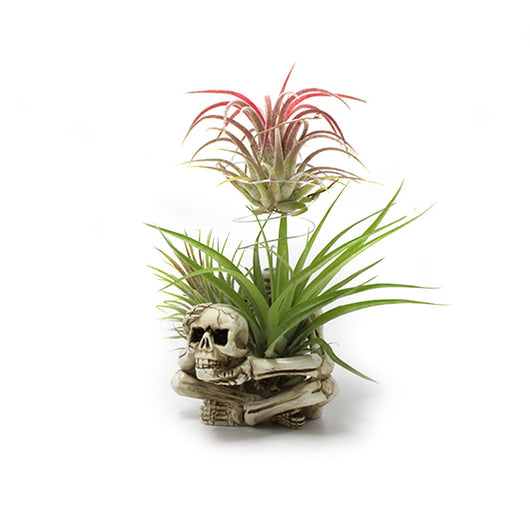 Soporte de Tillandsia sin Tierra - Maceta de Resina Fácil de Cuidar - Image 3