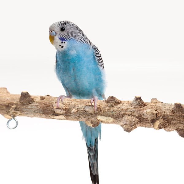 Wooden bird playground stand with multiple perches, ladder, two stainless steel bowls, and two hanging bells.