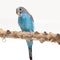 Plataforma de Juego Interactiva para Aves con Estructura de Madera Maciza