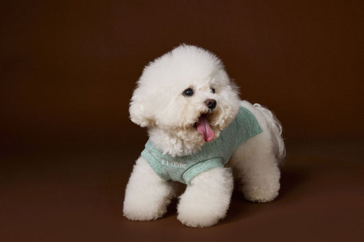Suéter sin Mangas para Perro Bichón Maltés con Cabeza de Oso 3D - Image 23