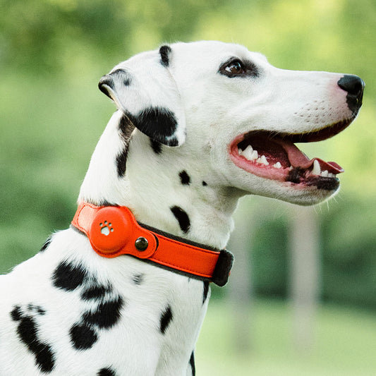 Collar Antipérdida con Luz LED y Posicionamiento GPS para Mascotas