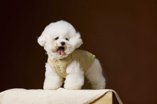 Chaleco Acolchado sin Mangas con Capucha - Diseño Adorable de Schnauzer y Bichón - Image 19