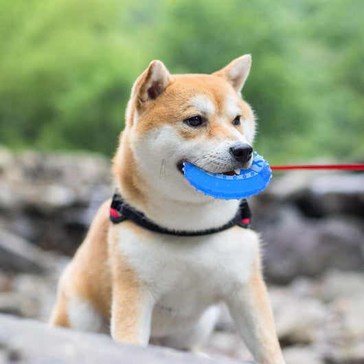 Juguete Refrigerante para Perros y Cachorros con Compartimento para Premios - Image 8