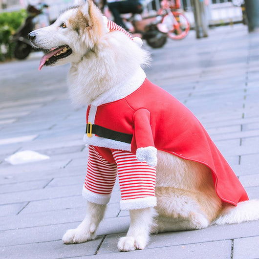 Ropa Térmica Divertida para Mascotas - Otoño e Invierno - Image 11