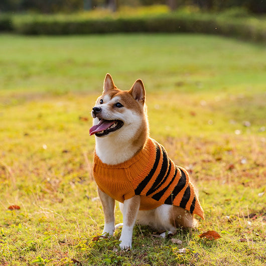 Suéter de Halloween para Perros - Disfraz Cálido y Cómodo - Image 15