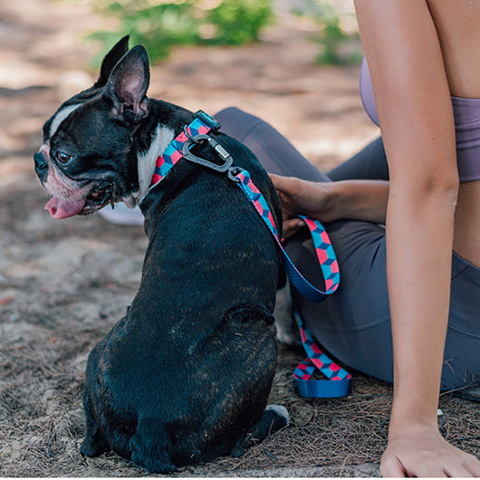 Correa de Tracción para Perros con Cinta Impresa - Image 6
