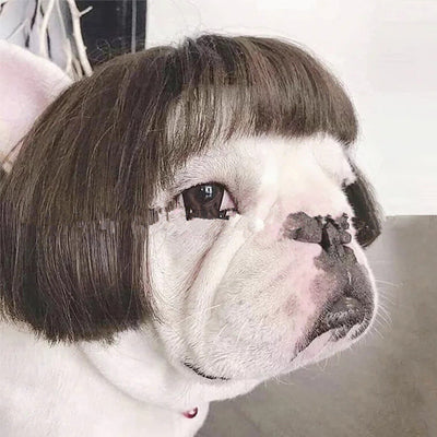 Peluca Afro para Mascotas con Flequillo y Coletas - Image 10