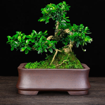 Macetas Orquídeas Yixing Barro Púrpura Estilo Clásico - Image 3