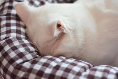 Cama Cálida para Gatos tipo Huevo con Cojín Removible y Lavable - Image 15