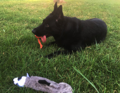 Telescopic dog teasing rod toy with black foam grip and multiple colorful rope attachments, including a carrying bag. - Image 8