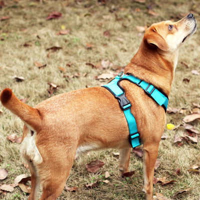 Arnés de Pecho para Mascotas en Malla Reflectante Transpirable - Image 20