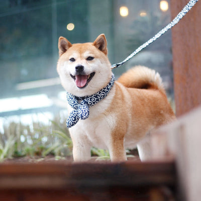 Collar Ajustable Universal para Perros de Diseño Japonés - Image 10