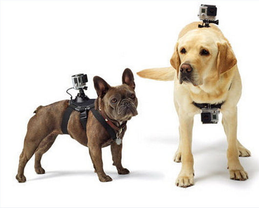 Arnés de Pecho para Perros con Correa Dorsal - Image 7