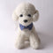 Collar para Mascotas con Accesorios Metálicos Premium