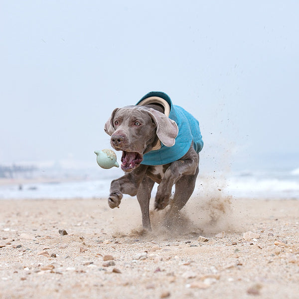 Chaleco Térmico para Perros Medianos y Grandes - Resistente al Agua y Lavable