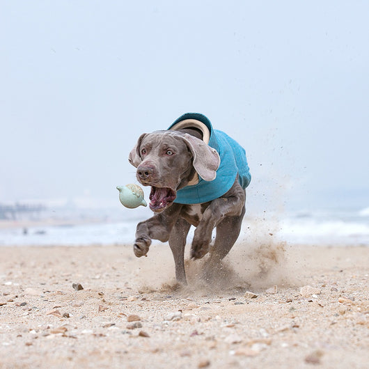 Chaleco Térmico para Perros Medianos y Grandes - Resistente al Agua y Lavable - Image 2