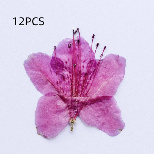 Adorno de Flor de Azalea Deshidratada - Image 12