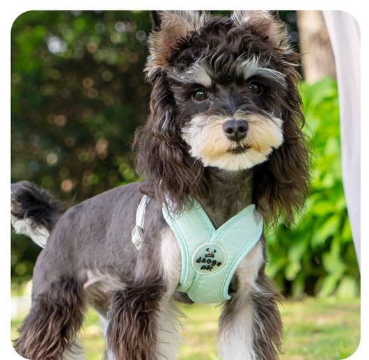 Arnés de Paseo con Correa de Mano para Mascotas - Image 12