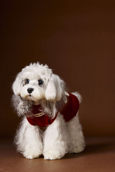 Chaleco Térmico sin Mangas para Perros Schnauzer, Bichón y Razas Pequeñas - Image 9