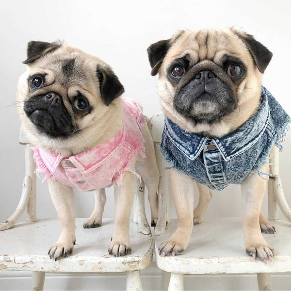 Chaqueta de Mezclilla Lavada para Perros - Ropa Cómoda y Elegante