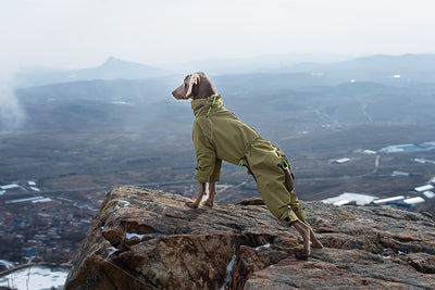 Abrigo Impermeable para Perros Grandes con Cuello Alto y Protección Térmica - Image 12