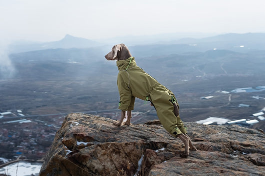 Abrigo Impermeable para Perros Grandes con Cuello Alto y Protección Térmica - Image 12