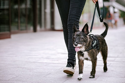 Correa de Arrastre Personalizable para Perros Medianos y Grandes - Image 4
