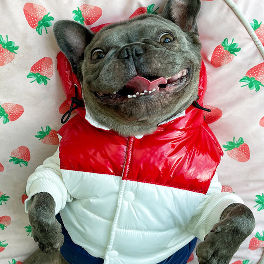 Chaleco Acolchado Tricolor para Perros Pequeños - Ropa de Invierno para Schnauzer, Teddy y Bulldog Francés - Image 5