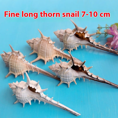 Concha Natural Decorativa 5-9cm para Acuarios y Paisajes en Miniatura - Image 2