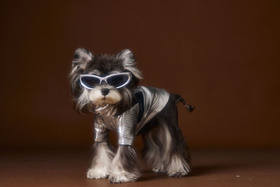 Chaqueta de Cuero Plateado Desgastado Teddy Schnauzer Bichon - Image 19