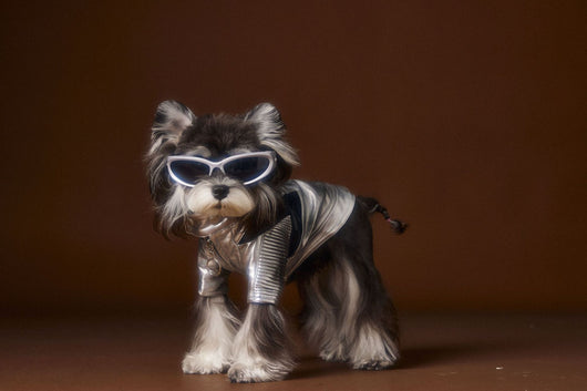 Chaqueta de Cuero Plateado Desgastado Teddy Schnauzer Bichon - Image 19