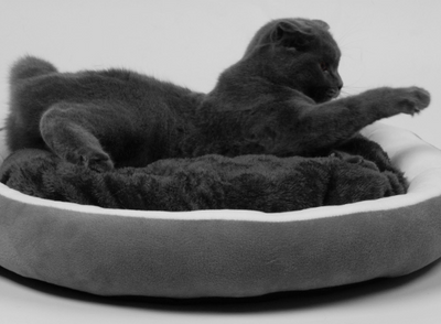 Cama Redonda Acogedora para Mascotas con Cojín Ortopédico - Image 4