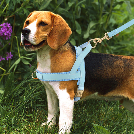 Arnés y Correa Personalizados para Perro