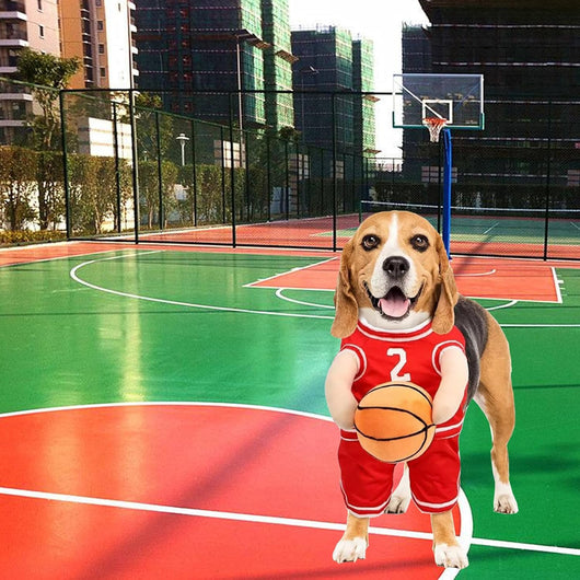 Disfraz de Jugador de Baloncesto para Perros - Outfit Deportivo Divertido - Image 9