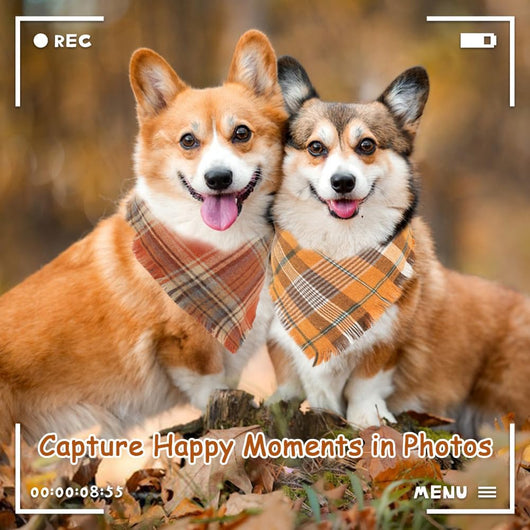 Pañuelo Clásico a Cuadros para Perro con Borlas - Accesorio Elegante para Otoño - Image 11