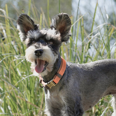 Collar Ajustable para Perros Medianos - Paseos Seguros y Cómodos